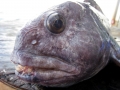 Wolffish