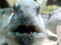 Wolffish