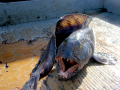 Wolffish