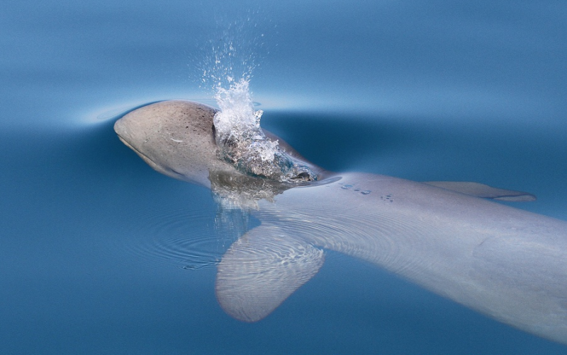 Australian Snubfin Dolphin