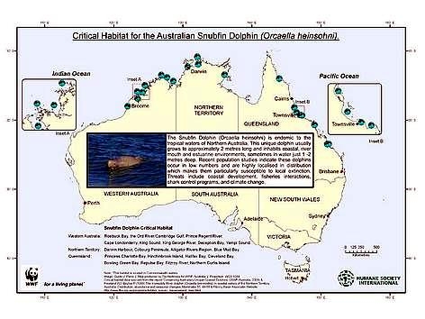 Australian Snubfin Dolphin