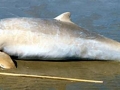 Australian Snubfin Dolphin