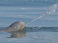 Australian Snubfin Dolphin