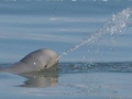 Australian Snubfin Dolphin
