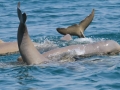 Australian Snubfin Dolphin