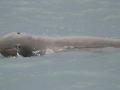 Australian Snubfin Dolphin