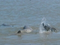 Australian Snubfin Dolphin