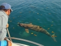 Australian Snubfin Dolphin