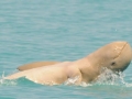 Australian Snubfin Dolphin