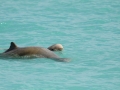 Australian Snubfin Dolphin