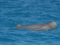 Australian Snubfin Dolphin