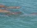 Australian Snubfin Dolphin