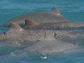 Australian Snubfin Dolphin