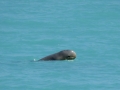 Australian Snubfin Dolphin