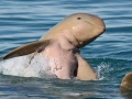 Australian Snubfin Dolphin