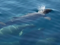Australian Snubfin Dolphin