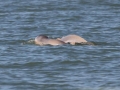 Australian Snubfin Dolphin