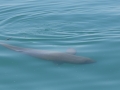 Australian Snubfin Dolphin
