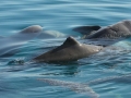 Australian Snubfin Dolphin