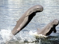 Australian Snubfin Dolphin