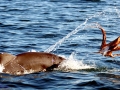 Australian Snubfin Dolphin