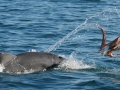Australian Snubfin Dolphin