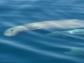 Australian Snubfin Dolphin