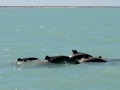 Australian Snubfin Dolphin