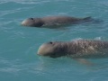 Australian Snubfin Dolphin