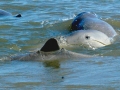 Australian Snubfin Dolphin