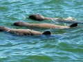 Australian Snubfin Dolphin