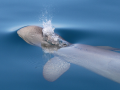 Australian Snubfin Dolphin