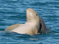 Australian Snubfin Dolphin