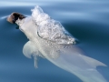 Australian Snubfin Dolphin