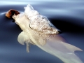 Australian Snubfin Dolphin