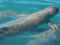 Australian Snubfin Dolphin