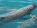 Australian Snubfin Dolphin