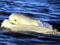 Australian Snubfin Dolphin