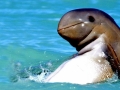 Australian Snubfin Dolphin