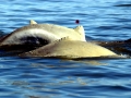 Australian Snubfin Dolphin