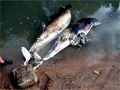 Australian Snubfin Dolphin
