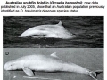 Australian Snubfin Dolphin