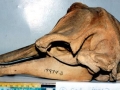 Australian Snubfin Dolphin