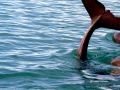 Australian Snubfin Dolphin