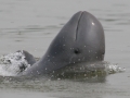 Australian Snubfin Dolphin