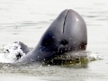 Australian Snubfin Dolphin