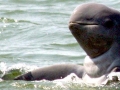 Australian Snubfin Dolphin