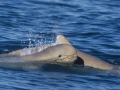Australian Snubfin Dolphin