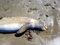 Australian Snubfin Dolphin