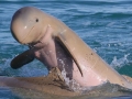 Australian Snubfin Dolphin